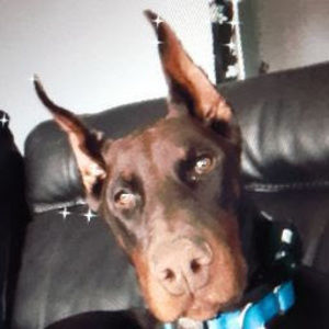 Meet your Posher, Joel